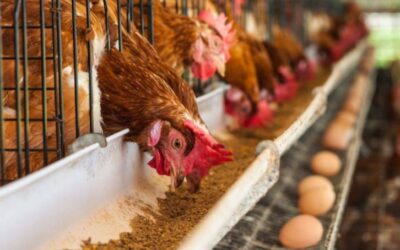 Todos los huevos en la misma canasta: Argentina ya es el cuarto consumidor del mundo