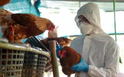 El Gobierno refuerza controles para evitar la expansión de la gripe aviar