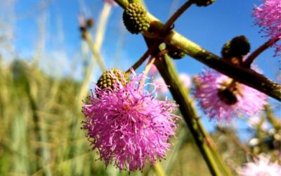 Descubren una nueva especie de flor en el sur de Misiones