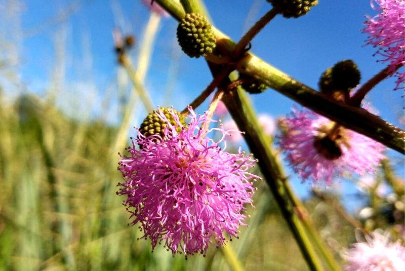 Descubren una nueva especie de flor en el sur de Misiones
