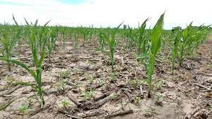 La producción de soja cae 300.000 Tn y será la cosecha más baja en 15 años