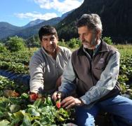 El INTA impulsa la producción comercial de frutas finas en Tierra del Fuego