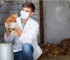 El Gobierno trabaja en acciones de prevención y vigilancia epidemiológica para evitar que la influenza aviar ingrese al país