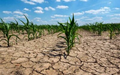 Impacto de la Sequía en la Campaña 2022/23: las exportaciones podrían caer más de 14 mil millones de dólares