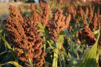 Matba Rofex listará nuevas posiciones en futuros de sorgo