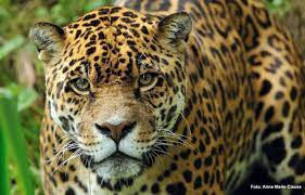 Día Mundial de la Vida Silvestre: especies argentinas en peligro