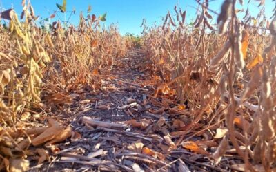 Argentina – Soja: cómo minimizar pérdidas de granos en la cosecha