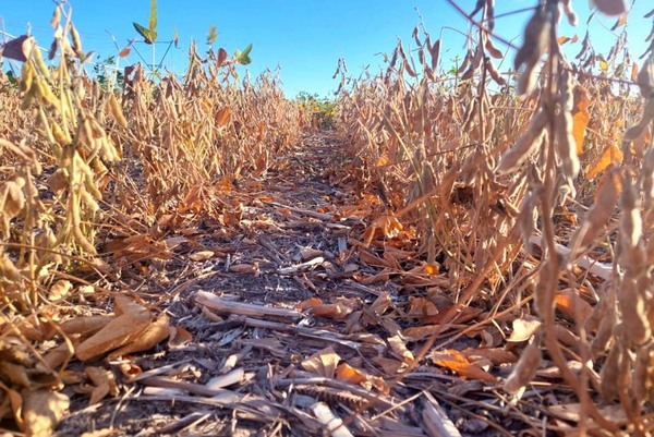 Argentina – Soja: cómo minimizar pérdidas de granos en la cosecha