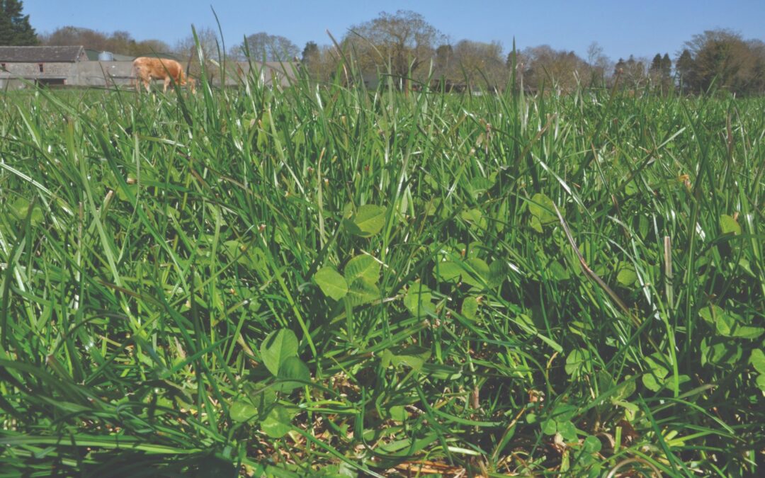 Pasturas: La refertilización como estrategia para optimizar el rebrote otoñal