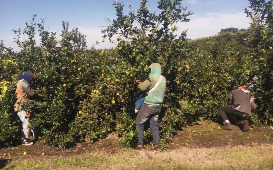 UATRE acuerda un 47% de aumento para los trabajadores del citrus