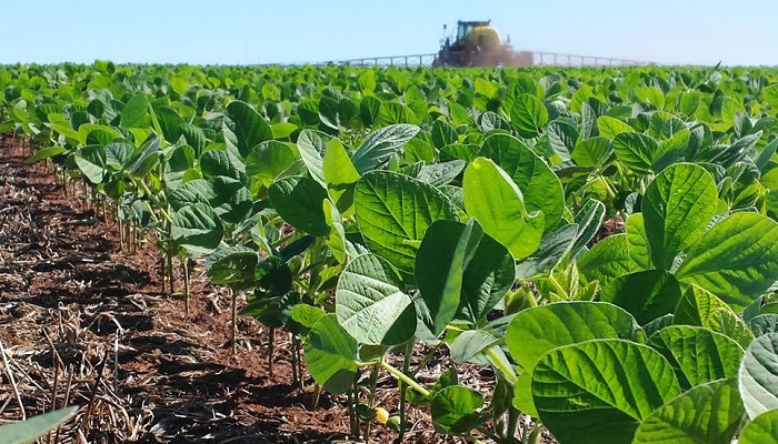 Poroto: un ensayo revela que la fertilización incrementa hasta 775 kg/ha