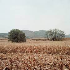 Por la sequía, declaran el estado de emergencia agropecuaria en la provincia de Buenos Aires