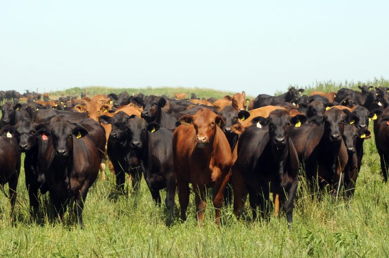Remate Rosgan de Angus en Palermo