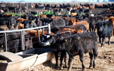 La Argentina, con alto potencial para producir fertilizantes biológicos