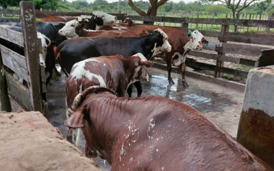 Avanzan pruebas de eficacia de un tratamiento contra la garrapata común del ganado bovino