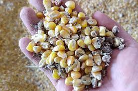 Abordando la conservación de la calidad de los granos y piensos en el nuevo escenario de costes de insumos. Uso estratégico de agentes antihongos a base de ácidos orgánicos