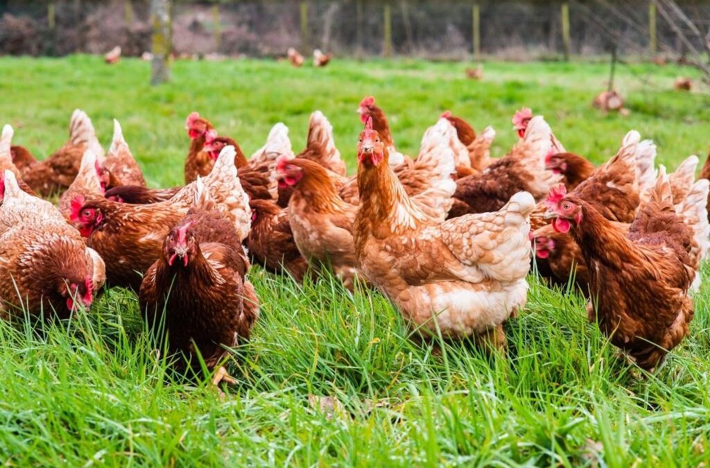 Roberto Domenech: “Por la Gripe Aviar se profundizaron los cuidados de bioseguridad”