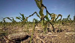 Altas temperaturas continúan generando pérdidas adicionales sobre el centro del área agrícola
