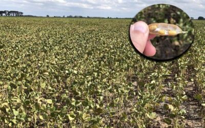 La lluvia llegó tarde para un 40% del área sembrada