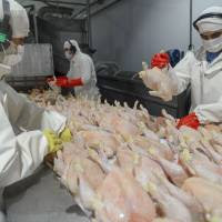 El mercado de carne aviar en Argentina, principales tendencias y perspectivas