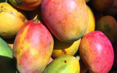 Detectan la enfermedad de la mancha negra bacteriana en mangos