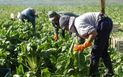 Lucha contra el trabajo informal: RENATRE inscribirá de oficio a trabajadores y empleadores rurales que estén registrados en AFIP