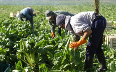 Trabajadores rurales lograron una nueva actualización salarial para marzo y un básico superior a 425 mil más un bono