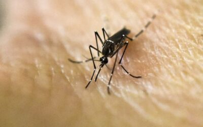 Para combatir el dengue, Brasil liberará a cinco mil millones de mosquitos modificados en los próximos 10 años