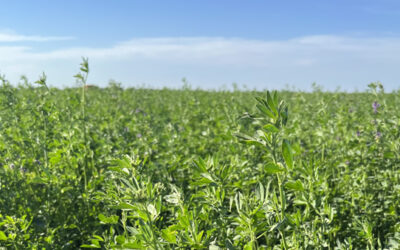 Cómo y dónde hacer pasturas perennes para recriar