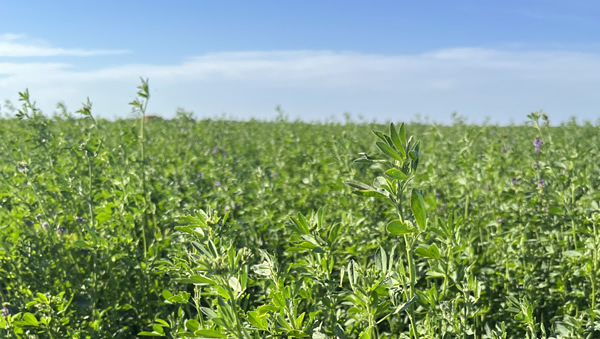 Nutrición de pasturas, una de las claves del éxito en las empresas ganaderas