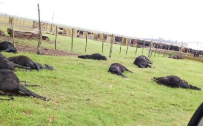 Muerte masiva de ganado vacuno por intoxicación con nitratos, en Victoria