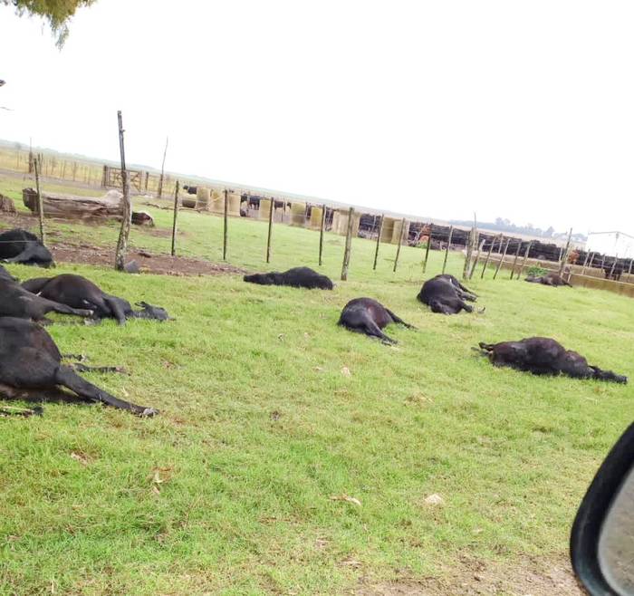 Muerte masiva de ganado vacuno por intoxicación con nitratos, en Victoria