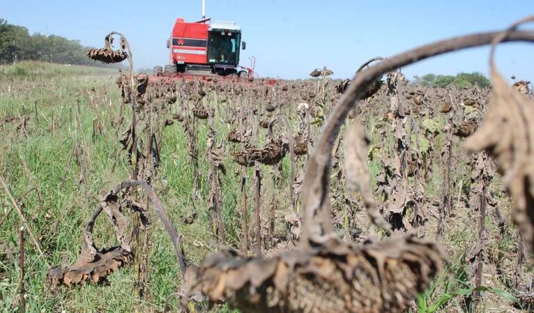 Girasol: Los números de una campaña que acaba de finalizar