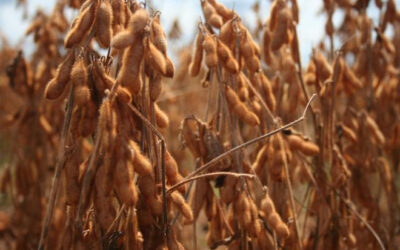 La Bolsa de Rosario reportó un nuevo recorte en la estimación de la cosecha de soja