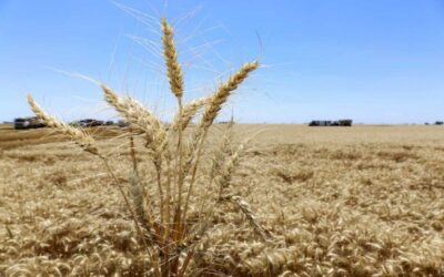 Se sembraron 5,9 millones de hectáreas, la superficie más baja de trigo de las últimas cinco campañas