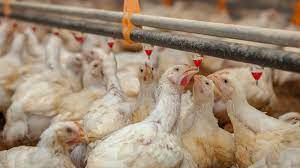El futuro sustentable en la industria avícola