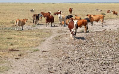 Claves para manejar el rastrojo o la soja no cosechada y evitar problemas en la hacienda