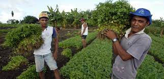 El FIDA promueve la inversión en negocios agrarios rurales de América Latina y el Caribe para asegurar el suministro mundial de alimentos