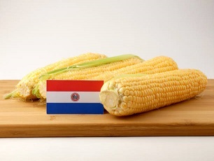 Paraguay triplica volumen de exportación de maíz en 2022, para 4,6 mi ton