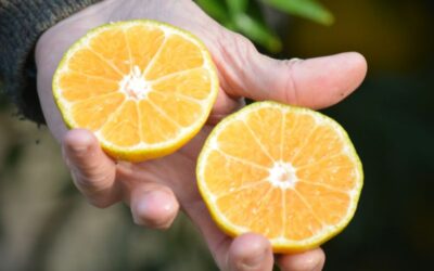 Biotecnología aplicada a la obtención de mandarinas sin semillas