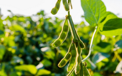 Dólar Soja 3: los rindes del cultivo promediaron una caída del 38%