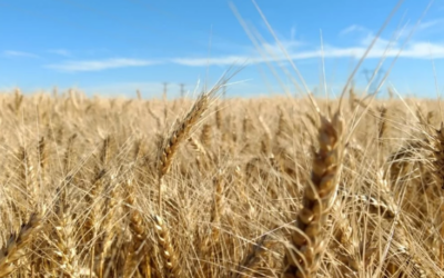 Trigo: se vienen lluvias que podrían cambiar el escenario de sequía