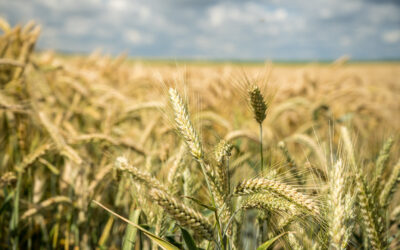 Producción estimada y posible demanda regional del trigo en Argentina