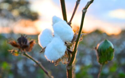 Las variedades de algodón del INTA son un sello distintivo nacional