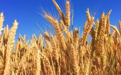 Trigo: las lluvias “cambiaron el escenario” y hay entusiasmo de los productores