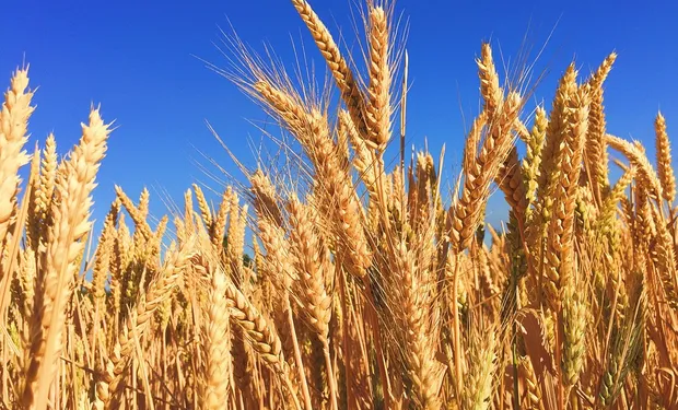 ¿Cuáles son los nuevos horizontes de la producción del trigo?