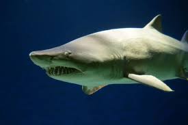 En el Mar Argentino también hay tiburones y están en peligro