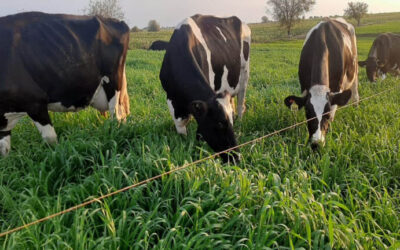 Adorni anunció la modificación de la dosis de la vacuna aftosa para el ganado bovino: “Es un beneficio para 200 mil productores”