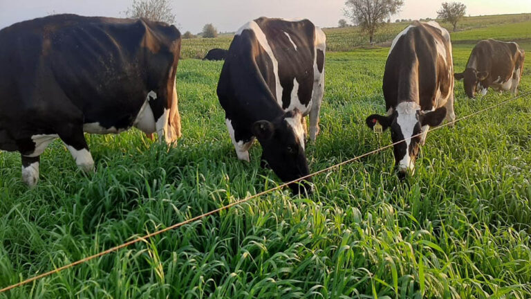 Reporte de Actualidad Agro realizado por CREA