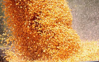 Bioplásticos generados a base de maíz: una salida sustentable para potenciar este cereal en Argentina